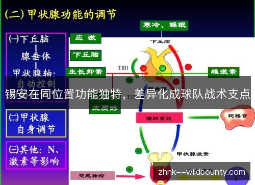 锡安在同位置功能独特,差异化成球队战术支点 锡安在同位置功能独特,差异化成球队战术支点